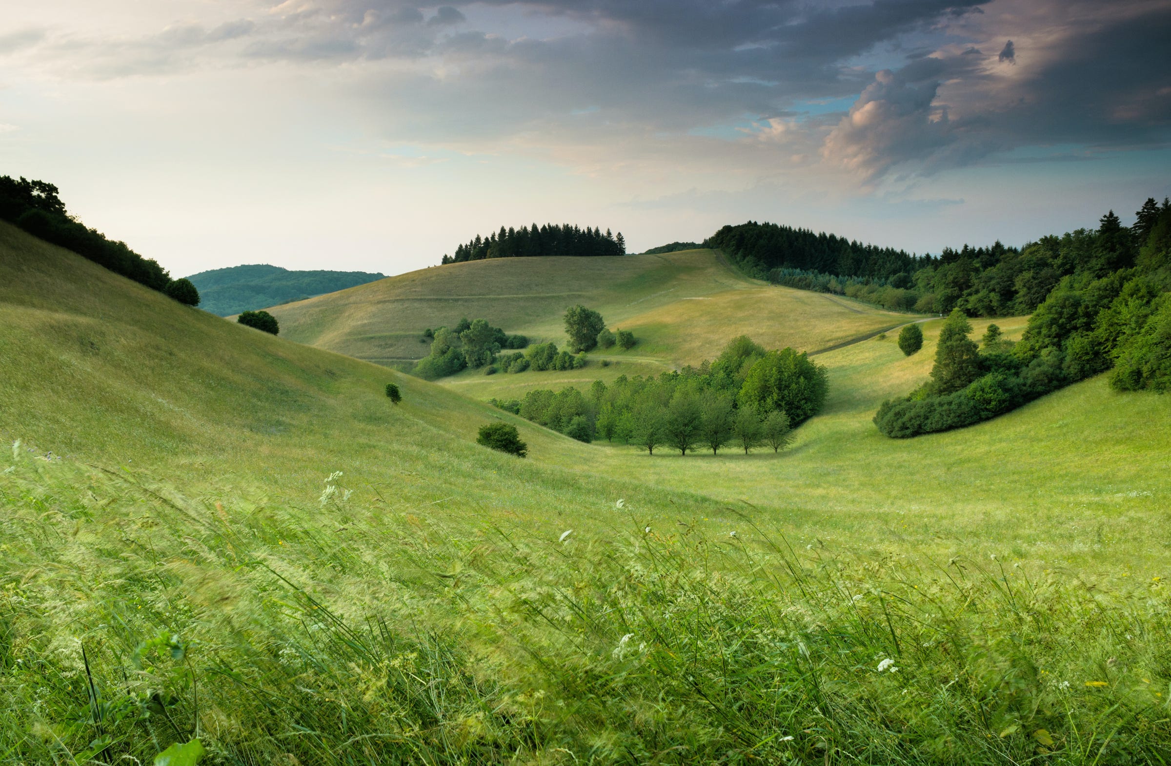 Rolling hills covered in mix of mature trees and grassland
